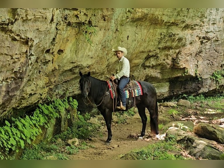 American Quarter Horse Gelding 4 years 15,2 hh Black in Robards