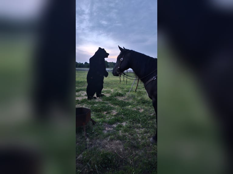 American Quarter Horse Gelding 4 years 15,2 hh Black in Robards