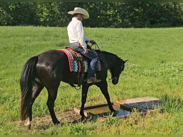 American Quarter Horse Gelding 4 years 15,2 hh Black in Robards