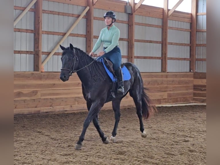 American Quarter Horse Gelding 4 years 15,2 hh Black in Robards