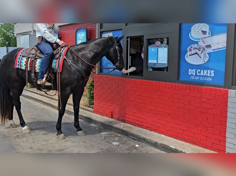 American Quarter Horse Gelding 4 years 15,2 hh Black in Robards