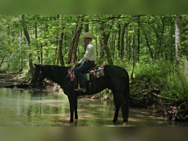 American Quarter Horse Gelding 4 years 15,2 hh Black in Robards