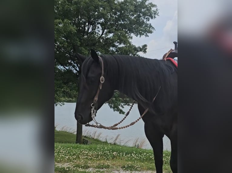 American Quarter Horse Gelding 4 years 15,2 hh Black in Robards