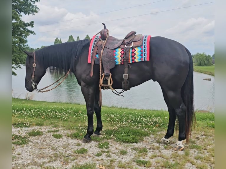 American Quarter Horse Gelding 4 years 15,2 hh Black in Robards