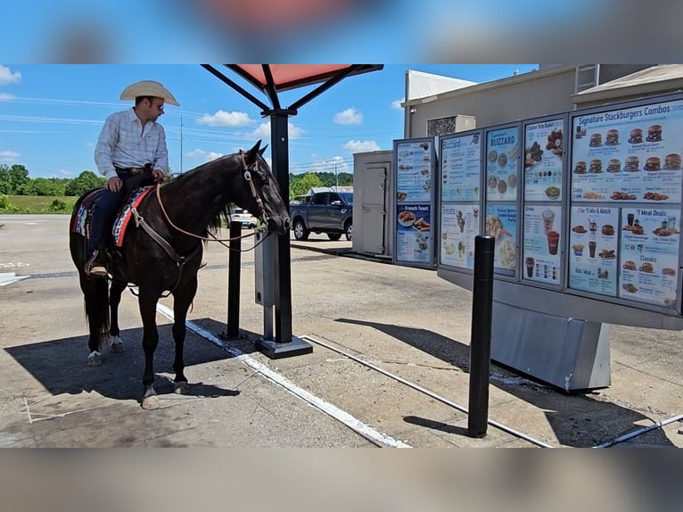 American Quarter Horse Gelding 4 years 15,2 hh Black in Robards