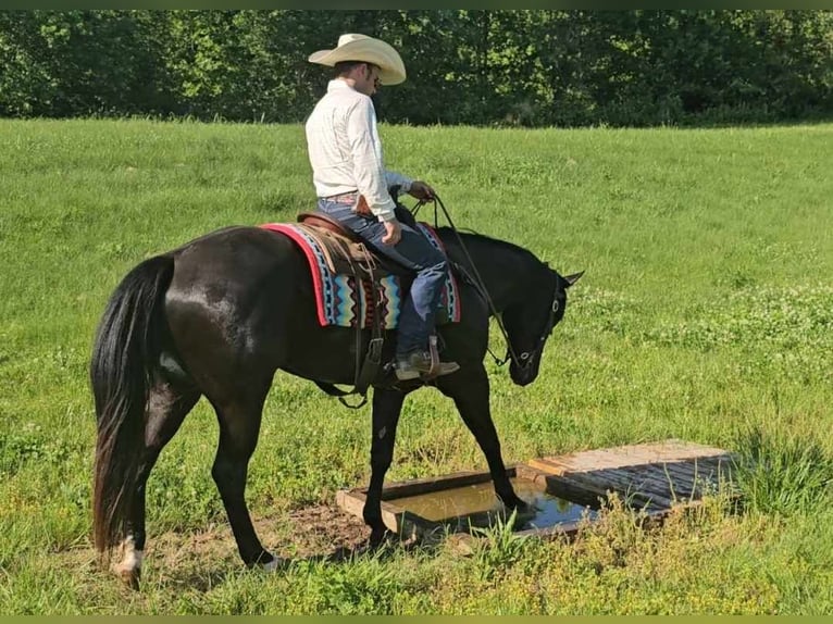 American Quarter Horse Gelding 4 years 15,2 hh Black in Robards KY
