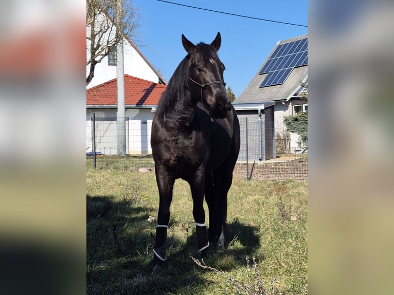 American Quarter Horse Gelding 4 years 15.2 hh Black in Müglitztal