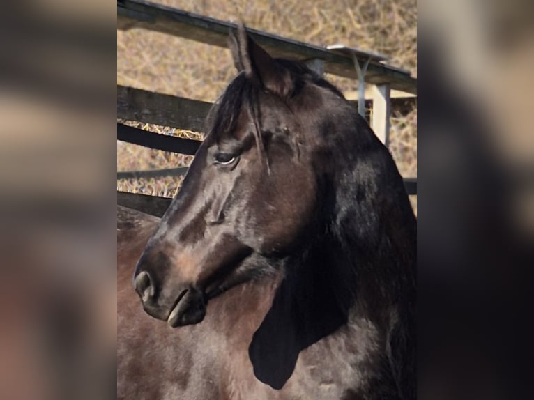 American Quarter Horse Gelding 4 years 15.2 hh Black in Müglitztal