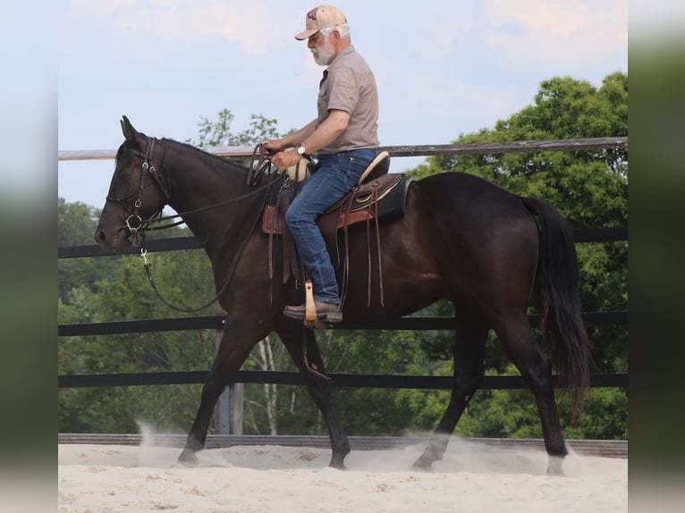American Quarter Horse Gelding 4 years 15.2 hh Black in Müglitztal