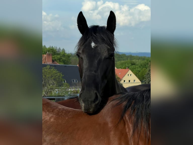 American Quarter Horse Gelding 4 years 15.2 hh Black in Müglitztal