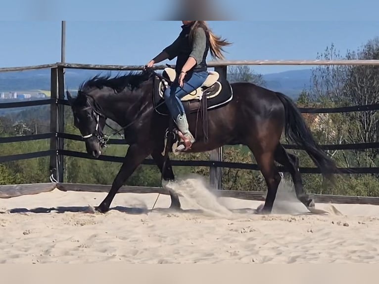 American Quarter Horse Gelding 4 years 15.2 hh Black in Müglitztal