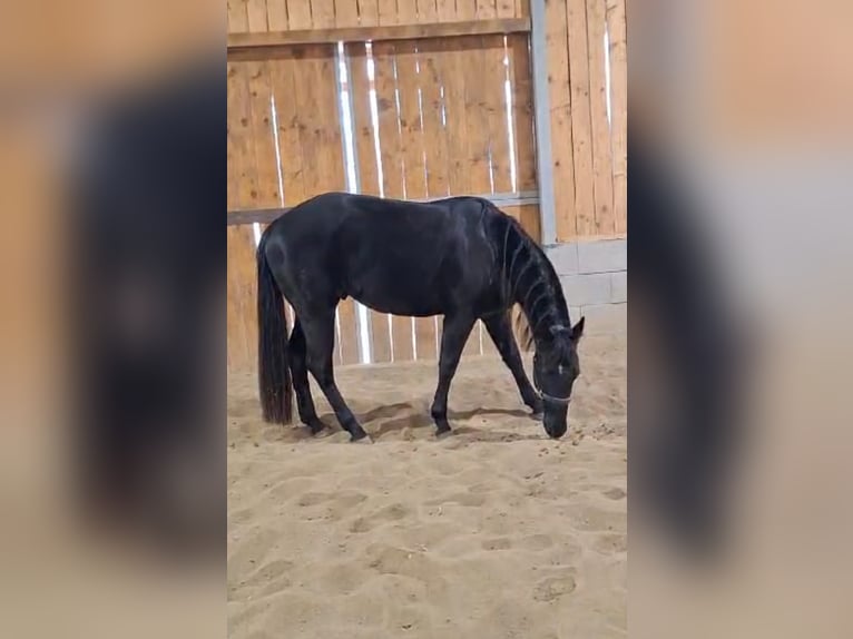 American Quarter Horse Gelding 4 years 15.2 hh Black in Müglitztal