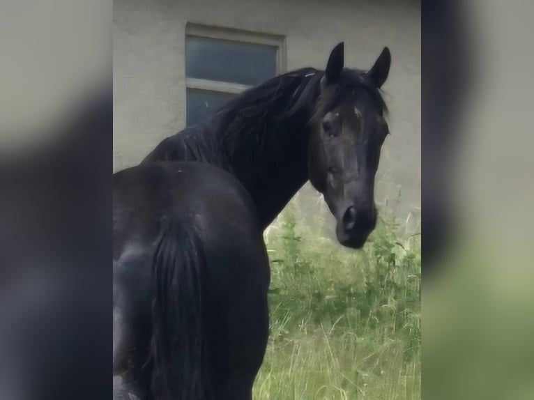 American Quarter Horse Gelding 4 years 15.2 hh Black in Müglitztal