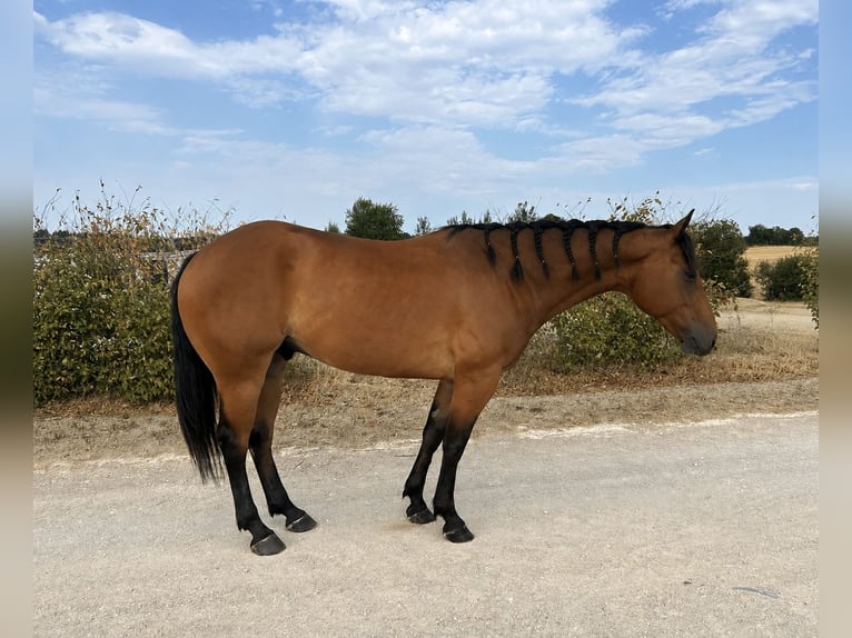 American Quarter Horse Mix Gelding 4 years 15.2 hh Brown in Horse académie