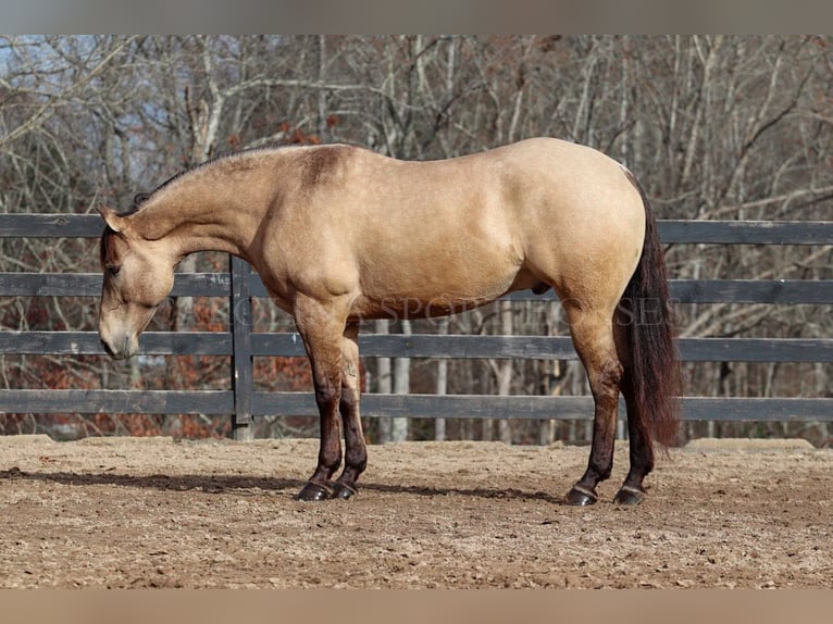 American Quarter Horse Gelding 4 years 15,2 hh Buckskin in Clover, SC