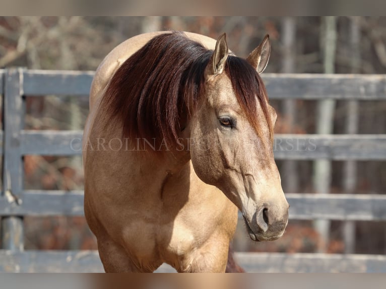 American Quarter Horse Gelding 4 years 15,2 hh Buckskin in Clover, SC