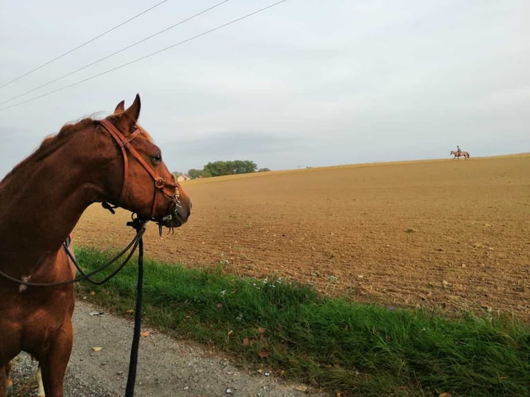 American Quarter Horse Gelding 4 years 15,2 hh Chestnut-Red in Tarnow