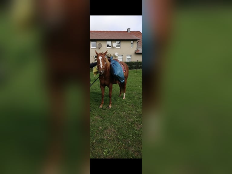 American Quarter Horse Gelding 4 years 15,2 hh Chestnut-Red in Tarnow