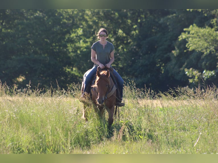 American Quarter Horse Gelding 4 years 15,2 hh Chestnut in Sonora KY