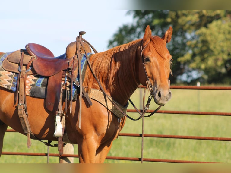 American Quarter Horse Gelding 4 years 15,2 hh Chestnut in Sonora KY