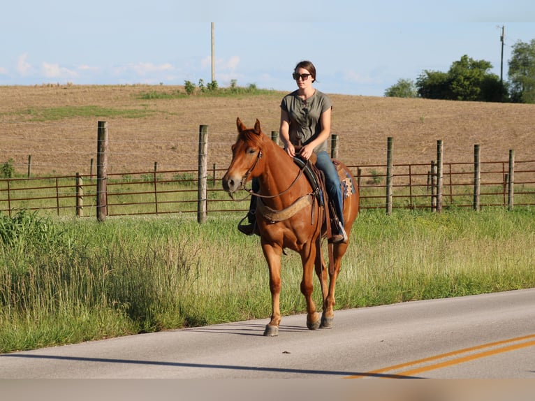 American Quarter Horse Gelding 4 years 15,2 hh Chestnut in Sonora KY