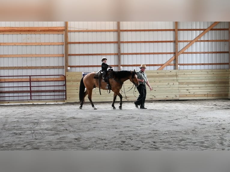 American Quarter Horse Gelding 4 years 15,2 hh Dun in Rebersburg, PA