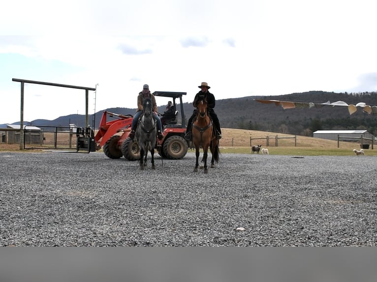 American Quarter Horse Gelding 4 years 15,2 hh Dun in Rebersburg, PA