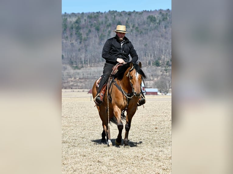 American Quarter Horse Gelding 4 years 15,2 hh Dun in Rebersburg, PA