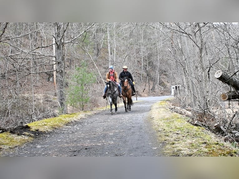 American Quarter Horse Gelding 4 years 15,2 hh Dun in Rebersburg, PA