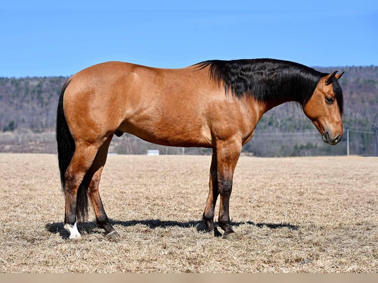 American Quarter Horse Gelding 4 years 15,2 hh Dun in Rebersburg, PA