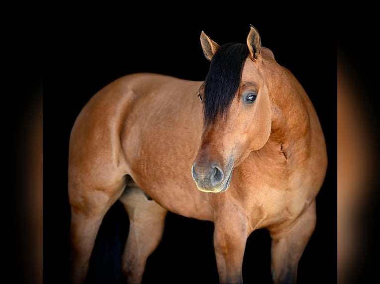 American Quarter Horse Gelding 4 years 15,2 hh Dun in Rebersburg, PA