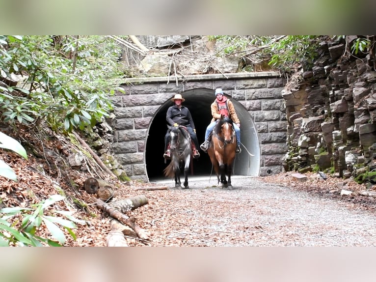 American Quarter Horse Gelding 4 years 15,2 hh Dun in Rebersburg, PA