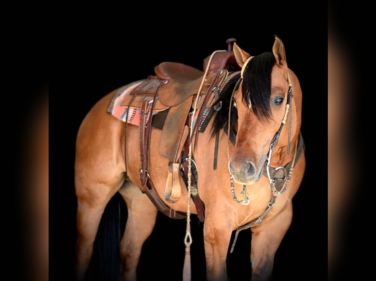 American Quarter Horse Gelding 4 years 15,2 hh Dun in Rebersburg, PA
