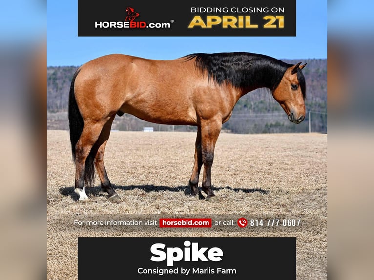 American Quarter Horse Gelding 4 years 15,2 hh Dun in Rebersburg, PA