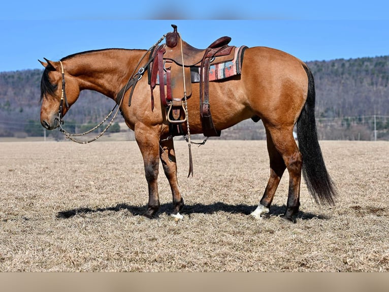 American Quarter Horse Gelding 4 years 15,2 hh Dun in Rebersburg, PA