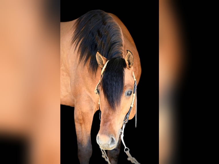 American Quarter Horse Gelding 4 years 15,2 hh Dun in Rebersburg, PA