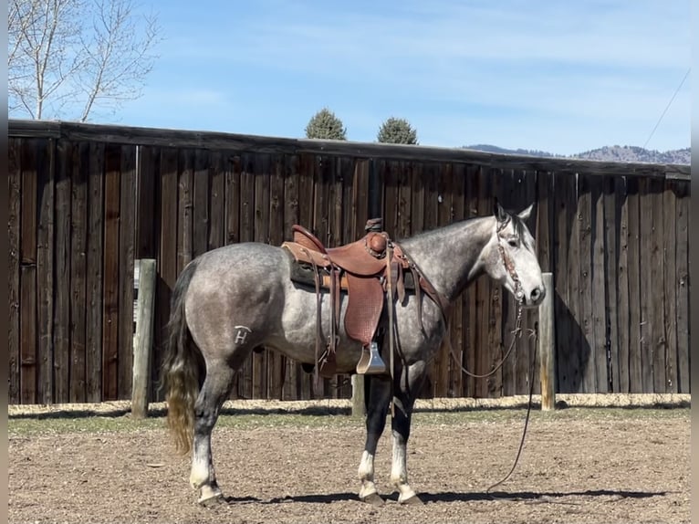 American Quarter Horse Gelding 4 years 15,2 hh Gray in Drummond