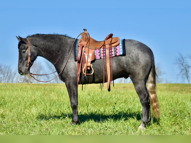 American Quarter Horse Mix Gelding 4 years 15,2 hh Gray in Crab Orchard