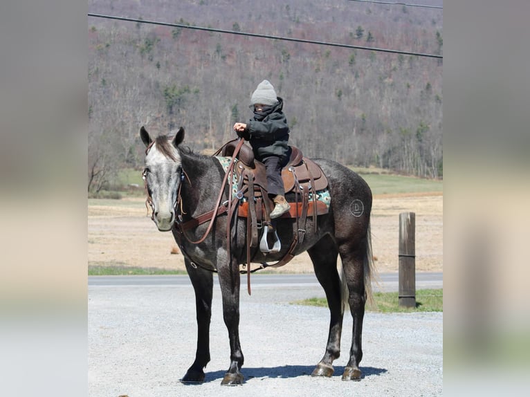 American Quarter Horse Gelding 4 years 15,2 hh Gray in Rebersburg