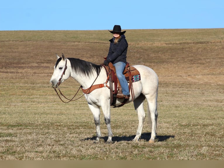 American Quarter Horse Gelding 4 years 15,2 hh Gray in Clarion, PA