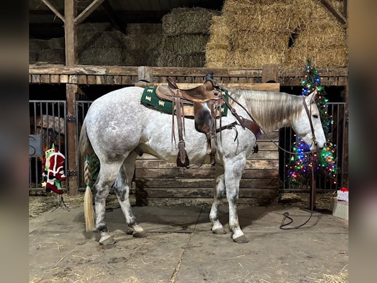 American Quarter Horse Gelding 4 years 15,2 hh Gray in Shelbina, MO