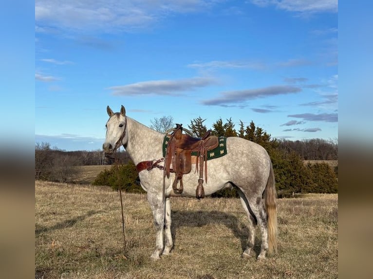 American Quarter Horse Gelding 4 years 15,2 hh Gray in Shelbina, MO