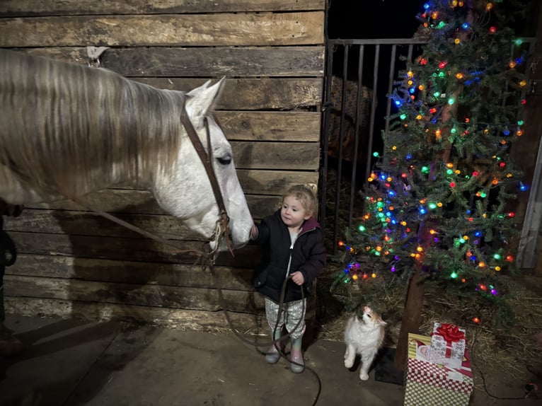 American Quarter Horse Gelding 4 years 15,2 hh Gray in Shelbina, MO