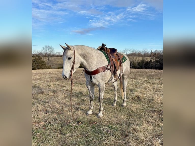 American Quarter Horse Gelding 4 years 15,2 hh Gray in Shelbina, MO