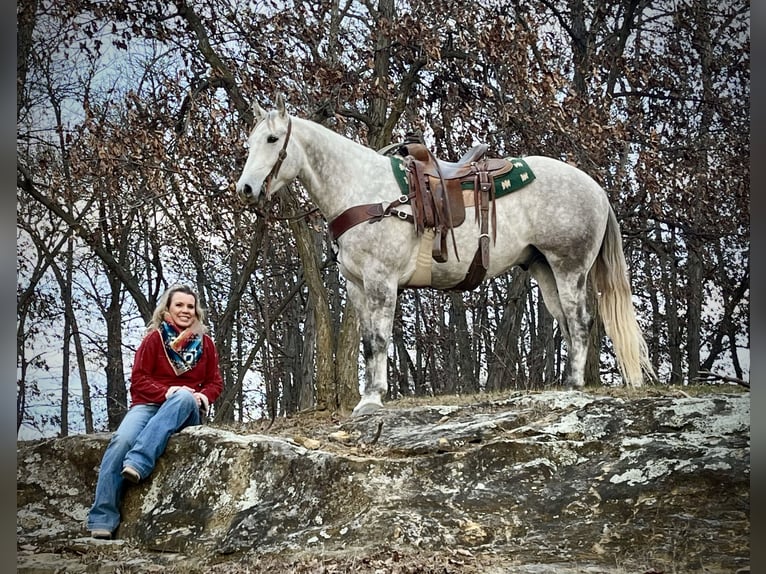 American Quarter Horse Gelding 4 years 15,2 hh Gray in Shelbina, MO