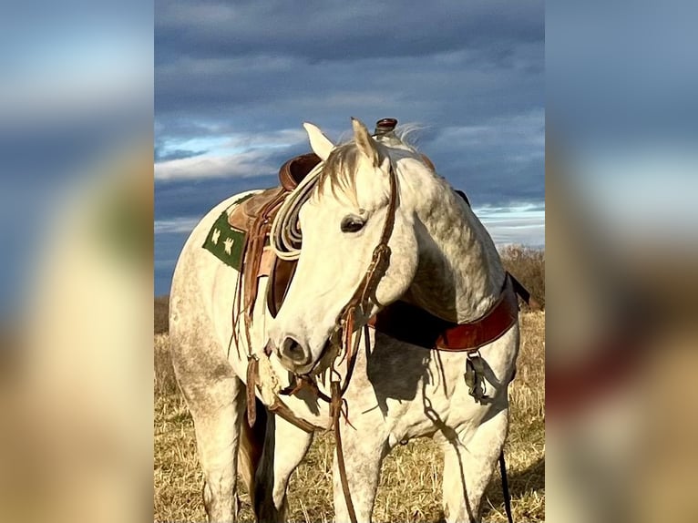 American Quarter Horse Gelding 4 years 15,2 hh Gray in Shelbina, MO