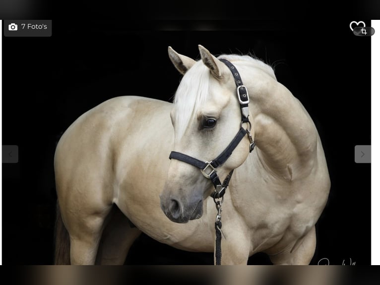 American Quarter Horse Gelding 4 years 15.2 hh Palomino in Hengelo
