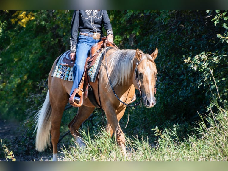 American Quarter Horse Gelding 4 years 15,2 hh Palomino in Fergus Falls, MN