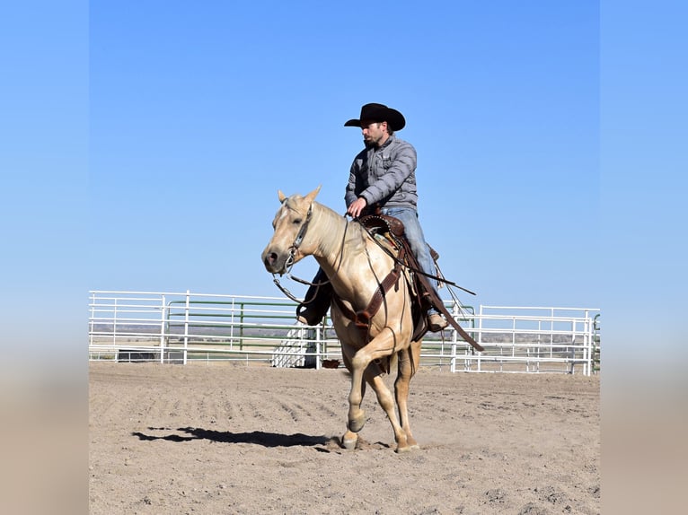 American Quarter Horse Gelding 4 years 15,2 hh Palomino in Bayard, Nebraska