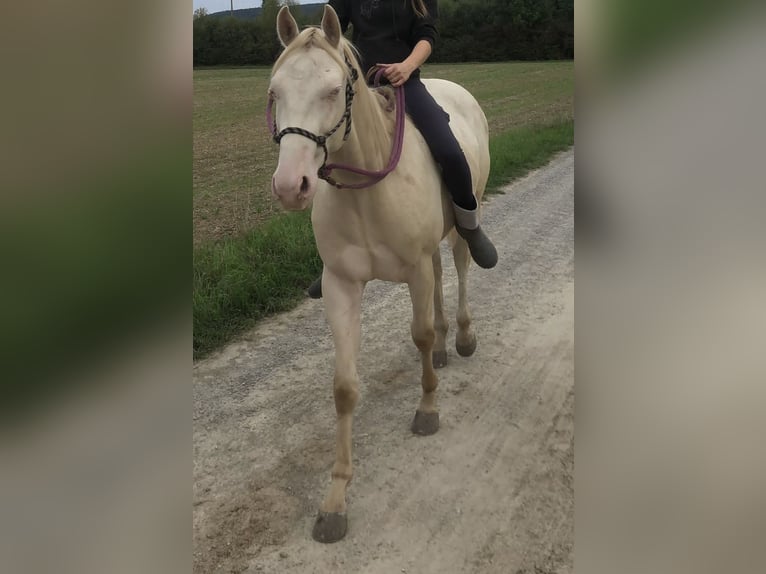 American Quarter Horse Gelding 4 years 15,2 hh Perlino in ZellingenZellingen